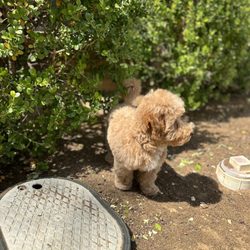The Pampered Pooch - My 4 month old puppy