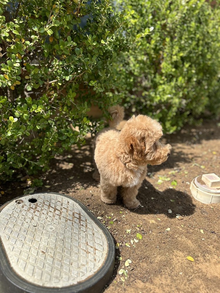 THE PAMPERED POOCH Updated October 2024 31 Photos & 21 Reviews