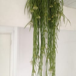 Stek Stadstuinwinkel - Mn geurende hangplant. Echte topper.