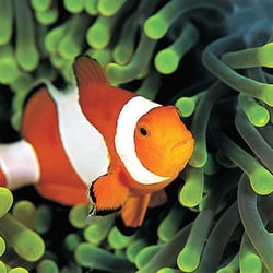 Bow Garden & Aquatic Centre - Everything for fish, aquariums and ponds