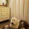 Grand Pet Care Center gift card