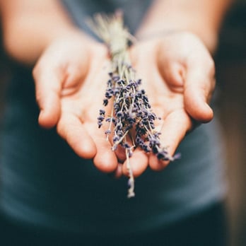 Medicine Tree Massage - Massage Therapy Near Me - Portland, Oregon Medicine Tree Massage - Massage Therapy Near Me - Portland, Oregon