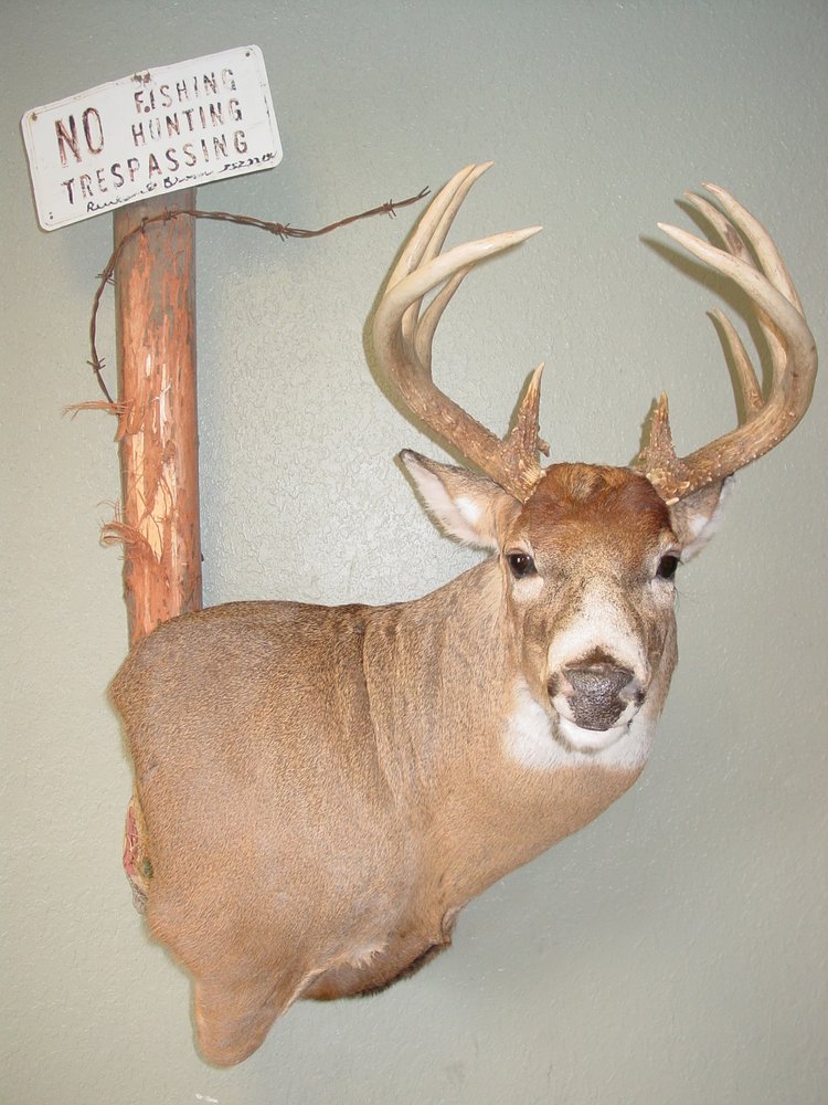 Animal Gallery - taxidermy in Miami, FL