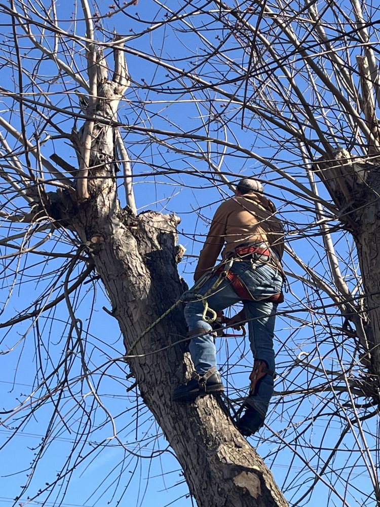 C&R Tree Service - tree service in Elkview, WV
