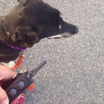 Primal Needs Behavioral Solutions - Training walk! - Pet Training Near Me Primal Needs Behavioral Solutions - Training walk! - Pet Training Near Me