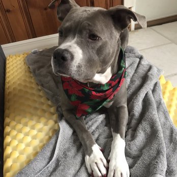 St. Louis Muttropolitan - Layla and her festive bandana and fresh red nails for the holidays! - Pet Groomers Near Me - Saint Louis, Missouri