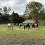 Photo of HorseTales Ranch