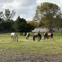 HorseTales Ranch - Horses living the turnout