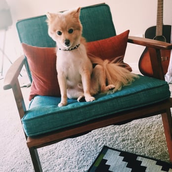 Puppy In Style - Polo - Pet Stores Near Me - Los Angeles, California