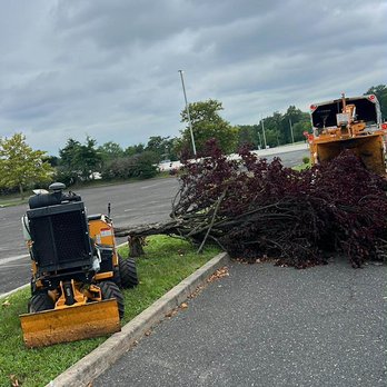 Green View Tree Service - Tree removal Voorhees, NJ - Tree Services Near Me