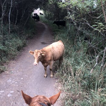 Kualoa Ranch - Tours Near Me - Kaneohe, Hawaii Kualoa Ranch - Tours Near Me - Kaneohe, Hawaii