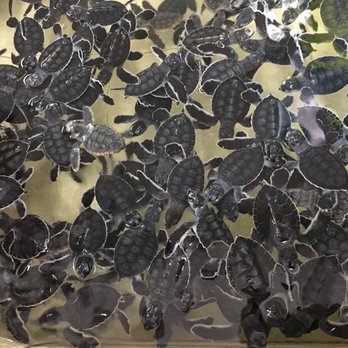 Tortuganja / Turtle Farm - Baby turtle tank - Parks Near Me - Quintana Roo, ROO