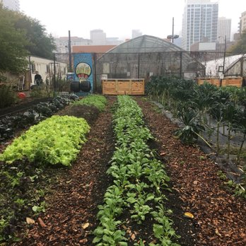 Chicago Lights Urban Farm - a view of a greenhouse - Farmers Market Near Me - Chicago, Illinois Chicago Lights Urban Farm - a view of a greenhouse - Farmers Market Near Me - Chicago, Illinois