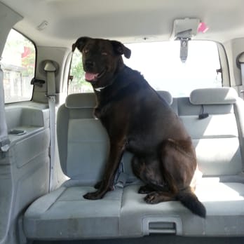 PetSmart - Iggy on his way to Doggie Day Camp - Pet Groomers Near Me - Pelham, New York PetSmart - Iggy on his way to Doggie Day Camp - Pet Groomers Near Me - Pelham, New York