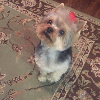 Star Dogs - Bella looks so sepsy!! Look at her pose! - Pet Groomers Near Me - La Mesa, California