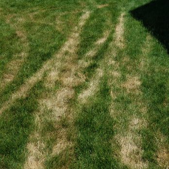 TruGreen Lawn Care - a lawn that has been mowed - Tree Services Near Me - Rochester, New York TruGreen Lawn Care - a lawn that has been mowed - Tree Services Near Me - Rochester, New York