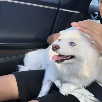 Kawaii Pet Salon - Fresh, fluffy, and full of happiness! - Pet Groomers Near Me - Irvine, California Kawaii Pet Salon - Fresh, fluffy, and full of happiness! - Pet Groomers Near Me - Irvine, California