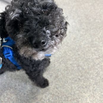 Disney Pet Hospital - Qbert - Veterinarians Near Me - Concord, California