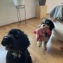 Heartland Animal Hospital