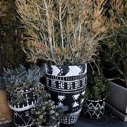 The CAMP - Plant deco
