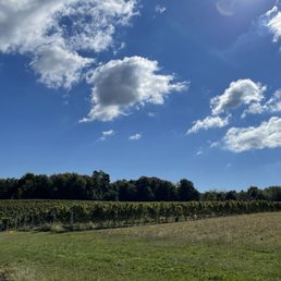 Vinyards Vinyards