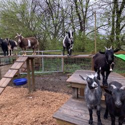 Canale Farms Corporate Events - Getting my due attention.... at the petting zoo