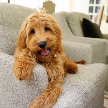 Walking Miss Daisy- ATL - Henley the golden doodle - Dog Walkers Near Me Walking Miss Daisy- ATL - Henley the golden doodle - Dog Walkers Near Me