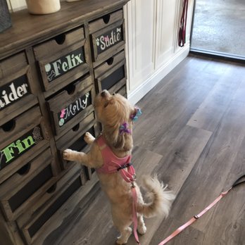 The Groom Room - Molly admiring her name or maybe she's eyeing the treat jar haha. - Pet Groomers Near Me - Modesto, California The Groom Room - Molly admiring her name or maybe she's eyeing the treat jar haha. - Pet Groomers Near Me - Modesto, California