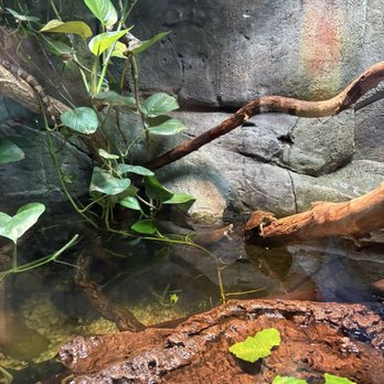 Zoo Knoxville - Zoos Near Me - Knoxville, Tennessee