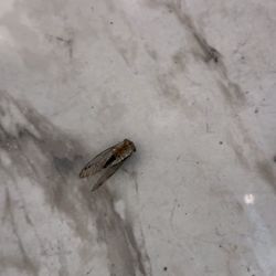 Zaffron - DEAD CICADA