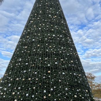 Lake Eola Park - Can't imagine how pretty this tree would be at night - Parks Near Me - Orlando, Florida