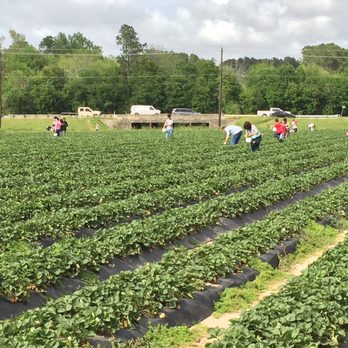 Froberg's Farm - Strawberry Fields Forever... - Pick Your Own Farms Near Me - Alvin, Texas Froberg's Farm - Strawberry Fields Forever... - Pick Your Own Farms Near Me - Alvin, Texas