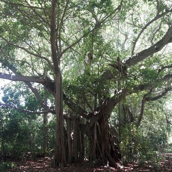 Greynolds Park - My favorite - Parks Near Me - North Miami Beach, Florida Greynolds Park - My favorite - Parks Near Me - North Miami Beach, Florida