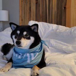 Our girl sporting pet bandana Our girl sporting pet bandana