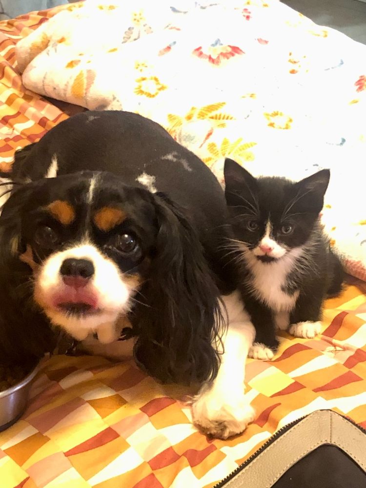 ALL PAWS INN Updated August 2024 Request an Appointment Hereford