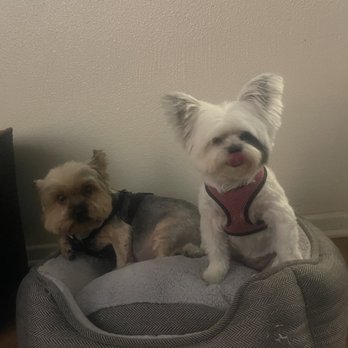 VIP Dog Grooming & Boarding - Pet Groomers Near Me - Stanton, California VIP Dog Grooming & Boarding - Pet Groomers Near Me - Stanton, California