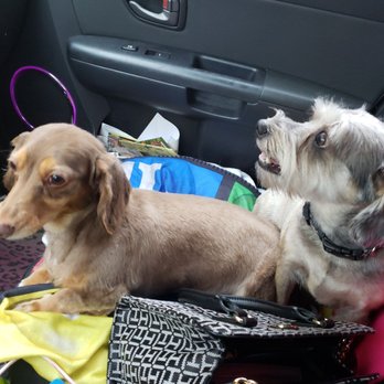 Good Dog Grooming Studio - Freshhh - Pet Groomers Near Me
