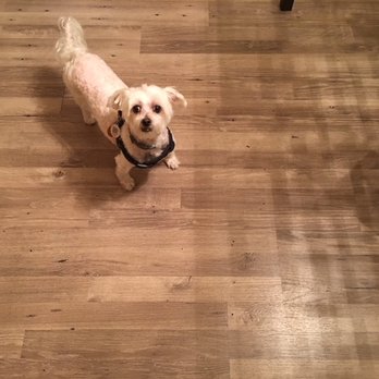 Petco - Thank you for my new hair cut! - Pet Groomers Near Me - Wynnewood, Pennsylvania