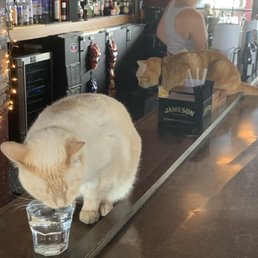 Super friendly cats!