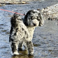 Sit Means Sit Dog Training North Idaho