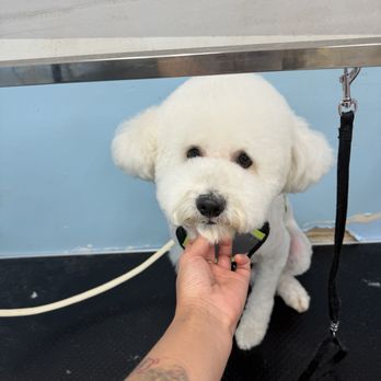 Super iDog Grooming - The store was very clean and tidy. The staff were all very friendly, patient, and genuinely loved animals. My pet had a great time there! - Pet Groomers Near Me - Ontario, California Super iDog Grooming - The store was very clean and tidy. The staff were all very friendly, patient, and genuinely loved animals. My pet had a great time there! - Pet Groomers Near Me - Ontario, California