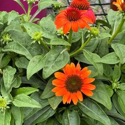 Rockland Garden Cente