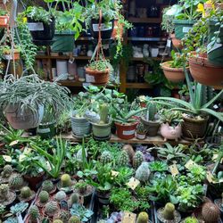 The Madison Greenhouse Store