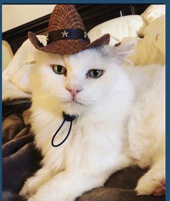 Fur-Kids Boutique by null