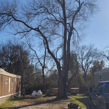 Ripley's Tree Service - Tree Services Near Me