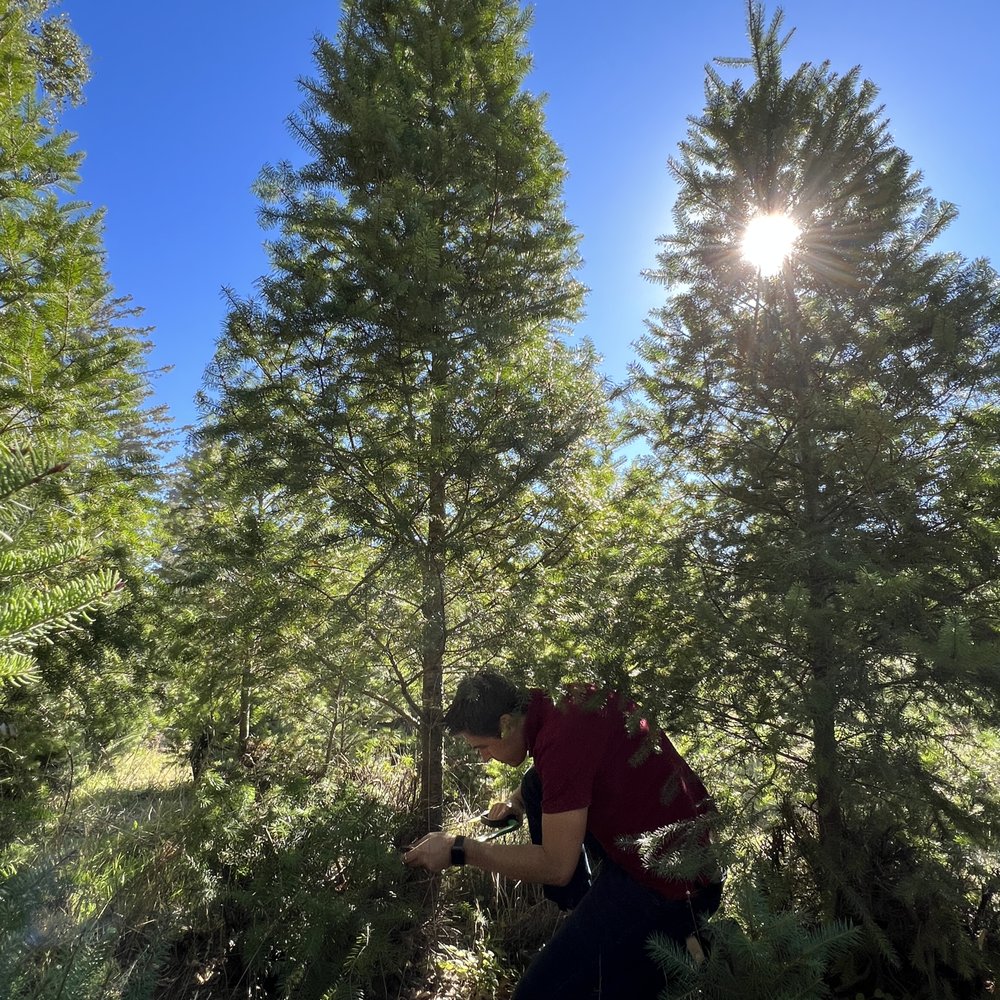 Summit Christmas Tree Farm - Cutting a tree - Christmas Trees Near Me - Los Gatos, California Summit Christmas Tree Farm - Cutting a tree - Christmas Trees Near Me - Los Gatos, California