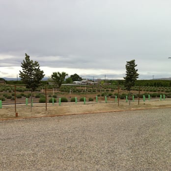 J Bell Cellars - View of the lavender at JBell Cellars - Wineries Near Me - Zillah, Washington J Bell Cellars - View of the lavender at JBell Cellars - Wineries Near Me - Zillah, Washington