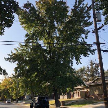D Pro Tree Service - The tree before - Tree Services Near Me - Fresno, California