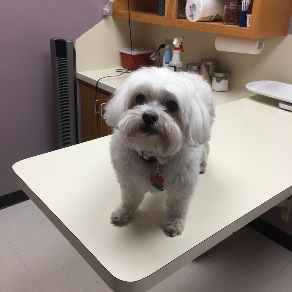 Ziggy waiting for the doc! Ziggy waiting for the doc!