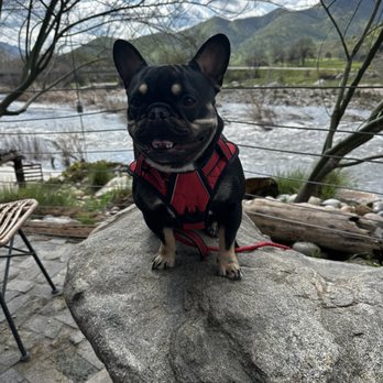Three Rivers Yogurt - Dog friendly - Desserts Near Me - Three Rivers, California Three Rivers Yogurt - Dog friendly - Desserts Near Me - Three Rivers, California